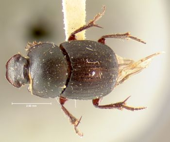 Media type: image;   Entomology 35367 Aspect: habitus dorsal view
